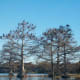 Many, many birds