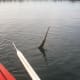Gar on Lake Virginia