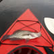 Black Crappie caught on Lake Mizell