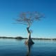 Tree in the middle of the water