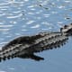 It took me years to be in the right place with my camera to get this shot of a baby alligator on its mother's back.