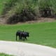 wildlife-golfcourse