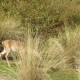 wildlife-golfcourse