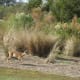 wildlife-golfcourse