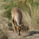 wildlife-golfcourse
