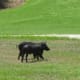 wildlife-golfcourse