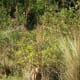 wildlife-golfcourse