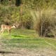 wildlife-golfcourse