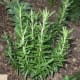 cooking-with-herbs-2