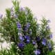 cooking-with-herbs-2