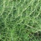cooking-with-herbs-2