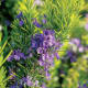 cooking-with-herbs-2