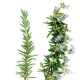 cooking-with-herbs-2