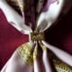 beautiful gold scarf ring in a square design showcasing how to use with a beautiful silk scarf