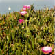Iceplant in bloom with Golden Gate Bridge in background