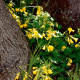 Wildflowers