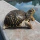 ornate box turtle
