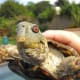 The outer beak grows like a human nail. It occasionally may need filing.