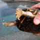 The bottom of the shell is the plastron. Notice the hinge near the thumb.