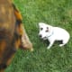Hank the Jack Russell is wondering about the box turtle.