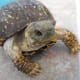 The red of the ornate box turtle