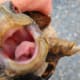 This beak can clamp tight