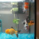 goldfish_information