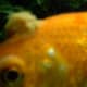 Goldfish with Fungus