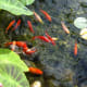 goldfish_information