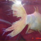Goldfish with Fin Rot