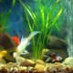 goldfish_information