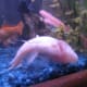 Goldfish with Swim Bladder Disorder