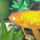 Goldfish with Cloudy Eye