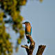 best-tiger-reserves-in-india