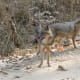 best-tiger-reserves-in-india