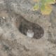 best-tiger-reserves-in-india