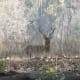 best-tiger-reserves-in-india