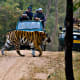 best-tiger-reserves-in-india
