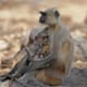 best-tiger-reserves-in-india