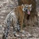best-tiger-reserves-in-india