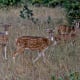 best-tiger-reserves-in-india