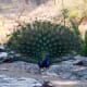 best-tiger-reserves-in-india