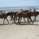 Horses on the beach