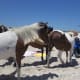 The horses take over the beach sometimes.