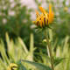 Black-eyed Susans are perfect for quaint indoor arrangements. Cut them right above a node. They'll rebloom.