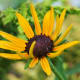 This little black-eyed Susan seems to be saying, "Psst! Over here!"