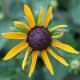 Rudbeckia may take days to fully unfurl.