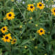 This large patch of Rudbeckia began from one small pot.