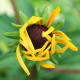 As they slowly unfold, Rudbeckia blossoms look like marzipan creations rather than real flowers.
