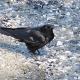 A northwestern crow